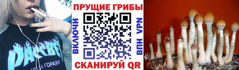 Галлюциногенные грибы Psilocybe  где купить наркоту  Владивосток 